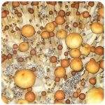 Псилоцибиновые (галлюциногенные)  грибы Psilocybin "Golden Teacher" в Котельниче
