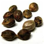 Семена марихуаны АК-47  (Seeds AK-47) в Котельниче
